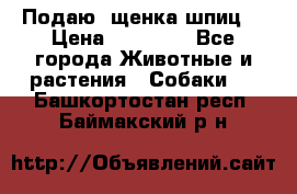 Подаю. щенка шпиц  › Цена ­ 27 000 - Все города Животные и растения » Собаки   . Башкортостан респ.,Баймакский р-н